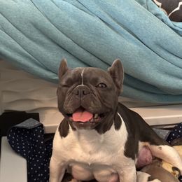 Gwen - French Bulldog