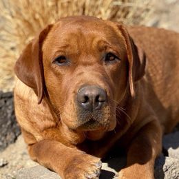 Bella - Labrador Retriever