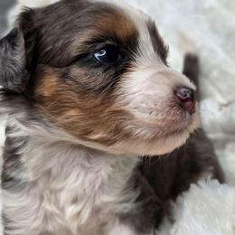 Tucker - male Golden Mountain Doodle puppy in Palestine, Texas from KK's Doodle Bunch