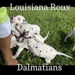 Dalmatian Puppies from Louisiana Roux Dalmatians