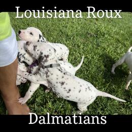 Dalmatian Puppies from Louisiana Roux Dalmatians