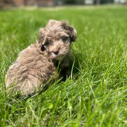 Eclipse - Brown merle male Aussiedoodle puppy in Columbia Falls, Montana from Firefly Aussies & Aussiedoodles