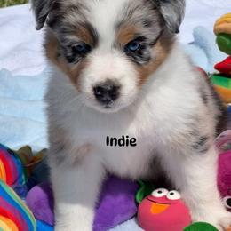 Indie - Blue merle female Australian Shepherd puppy in Magee, Mississippi from Paint ByNumbers Ranch
