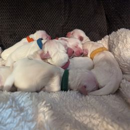 Golden Retriever Puppies from Heckmans English Cream Golden Retrievers