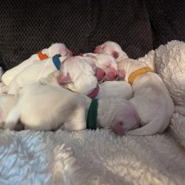 Golden Retriever Puppies from Heckmans English Cream Golden Retrievers