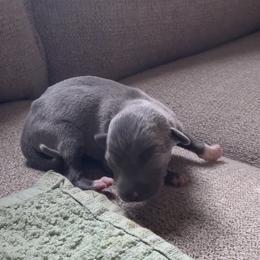 Eleonora - Blue female Italian Greyhound puppy in Plains, Georgia from Amayz Italian Greyhounds