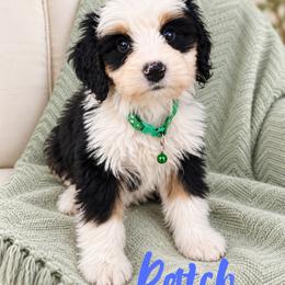 Patch - Tri-color male Bernedoodle puppy in Saratoga Springs, Utah from O’Hearon’s Amazing Puppies