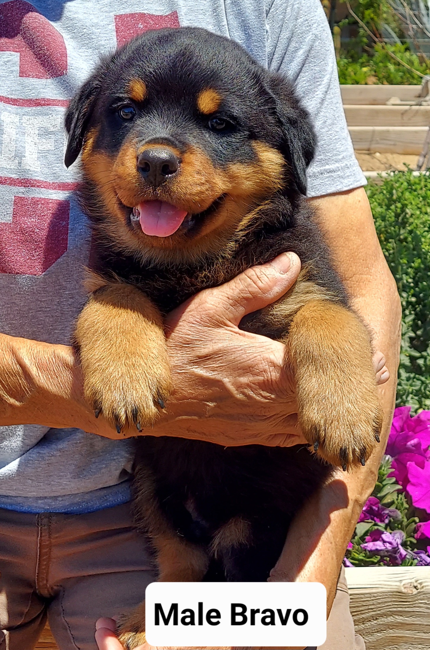 "Bravo is the sweetest boy you have ever met. " Rottweiler Puppies from Kennel vom Hause Locher