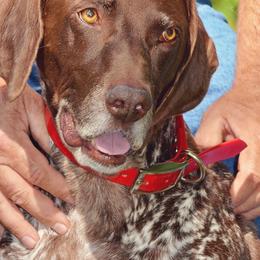 German Shorthaired Pointers from Flower Creek