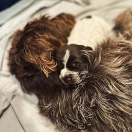 Wirehaired Pointing Griffon Puppies from Anyan Lodge Pups