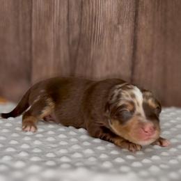 Lyra - Red merle female Miniature Australian Shepherd puppy in Guthrie, Oklahoma from Raised Right Pups