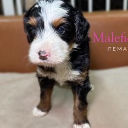 Maleficent - Tri-color female Bernedoodle puppy in Alpharetta, Georgia from Doodles of Buckhead