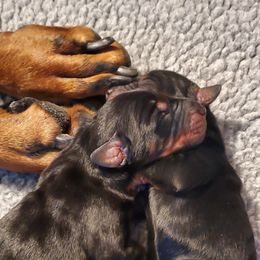 Beagle and Doberman Pinscher Puppies from Desert Mountain Canines