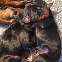 Beagle and Doberman Pinscher Puppies from Desert Mountain Canines