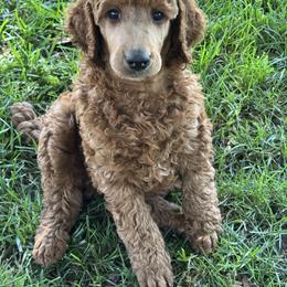 Poodle Puppies from Riverside red poodles
