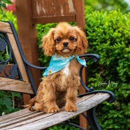 Cavalier King Charles Spaniel and Dalmatian Puppies from Cadence Hall