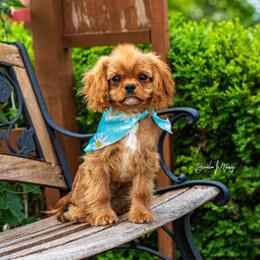 Cavalier King Charles Spaniel and Dalmatian Puppies from Cadence Hall