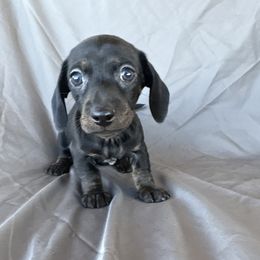 Happy - Chocolate male Dachshund puppy in Tonopah, Arizona from Brandie's Dachshunds