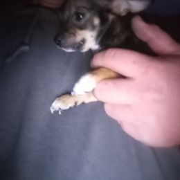 Girl 1 - Black and tan Chihuahua puppy in South Carolina from Aynor Chihuahuas