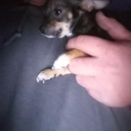 Girl 1 - Black and tan Chihuahua puppy in South Carolina from Aynor Chihuahuas