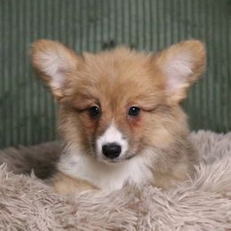 Cinnamon (Fluffy) - Sable female Pembroke Welsh Corgi puppy in Fayetteville, Arkansas from Intergalactic Corgis