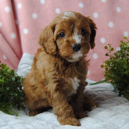Montego - Red Cavapoo puppy in Mountain Grove, Missouri from Dogwood & Sassafras Companions