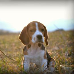 Beagle and Vizsla Puppies from Glade Mill Sporting & Hound