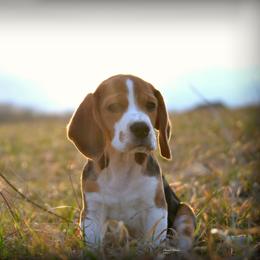 Beagle and Vizsla Puppies from Glade Mill Sporting & Hound