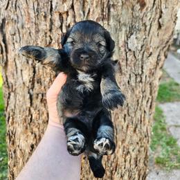 Boy 1 - Salt and pepper male Miniature Schnauzer puppy in Lake Charles, Louisiana from Du Lac Miniature Schnauzers