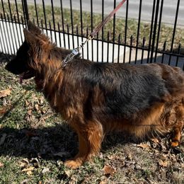 Daisy - German Shepherd