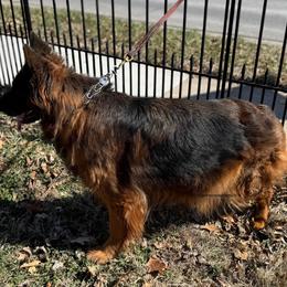 Daisy - German Shepherd
