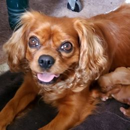 Cavalier King Charles Spaniels from Sorento Rubies