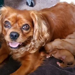 Cavalier King Charles Spaniels from Sorento Rubies