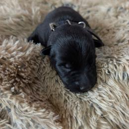 Black - Black male German Shepherd puppy in Motley, Minnesota from Von Thomson Haus