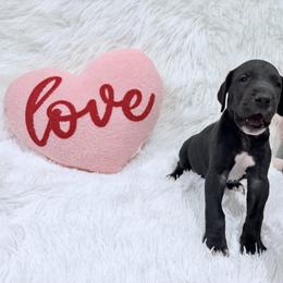 Luna Lovegood - Black female Great Dane puppy in Montgomery, Texas from KD Sweet Southern Danes