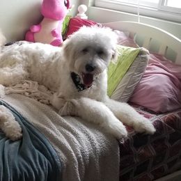 Turtle - Goldendoodle