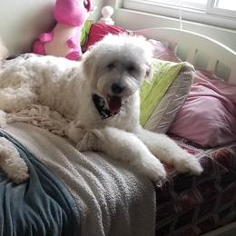Turtle - Goldendoodle