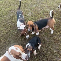 Basset Hound Puppies from Donald Swafford
