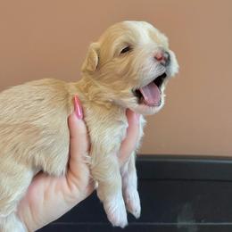 Sunny - Yellow and white male Bernedoodle puppy in Port Saint Lucie, Florida from Eastside Paws LLC