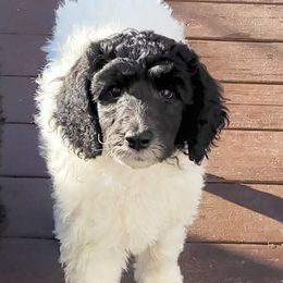 Muffin - Parti Poodle puppy in Kronenwetter, Wisconsin from Amanda's Poodles