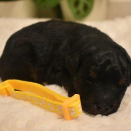 Tilly - Black phantom female Aussiedoodle puppy in Angola, Indiana from Classic City Doodles