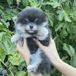 Pirate (rare colored Pom) - Black parti male Pomeranian puppy in Citrus Heights, California from Yev and Marina's Pomeranians (AKC)