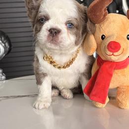 Romeo - Tricolors male French Bulldog puppy in Plano, Illinois from Velvet Fluffy Pups