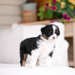 Monica - Black tri female Miniature Australian Shepherd puppy in Pocatello, Idaho from R Heart Mini Aussies