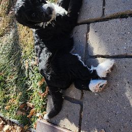 Sheepadoodle Puppies from Jaqueline Sparks