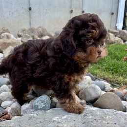 Oat - Brown male Shihpoo puppy in Howard City, Michigan from Petite Joie Puppies