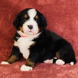 Pink Collar Female - Black rust and white female Bernese Mountain Dog puppy in Bristol, Tennessee from Holston Hollow Farm