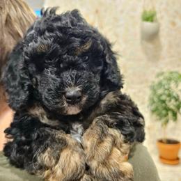 Euphrates - Phantom male Bernedoodle puppy in Marshall, Michigan from Whispering Aspen Homestead