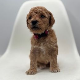 Lucy - Apricot female Goldendoodle puppy in Creston, Ohio from Mini Doodles Dandy