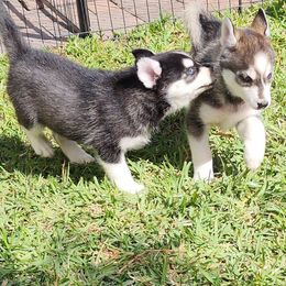 Pomsky Puppies from Way too cute Pomskies